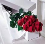 dozen roses